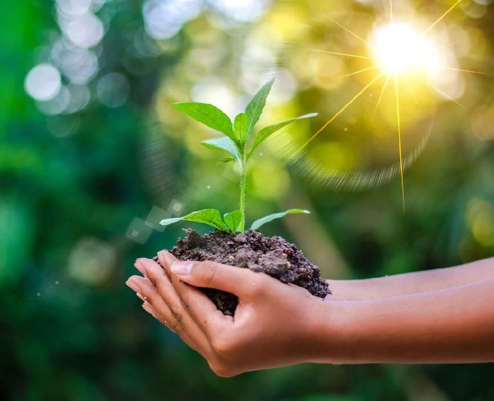 Hands holding soil with a small plant growing in sunlight